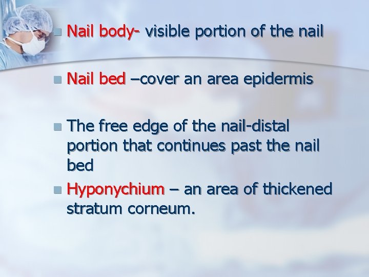 n Nail body- visible portion of the nail n Nail bed –cover an area