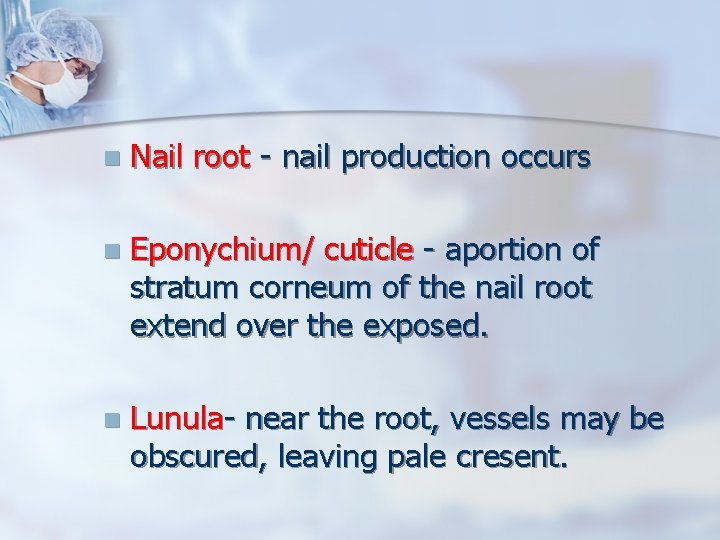 n Nail root - nail production occurs n Eponychium/ cuticle - aportion of stratum