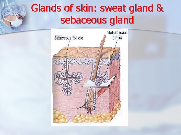 Glands of skin: sweat gland & sebaceous gland 