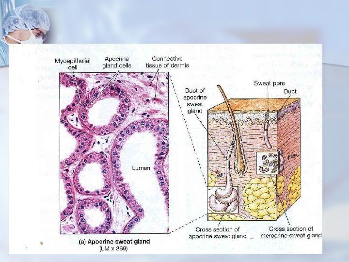C Et 1 Skin Appendages Prof Dr Fauziah