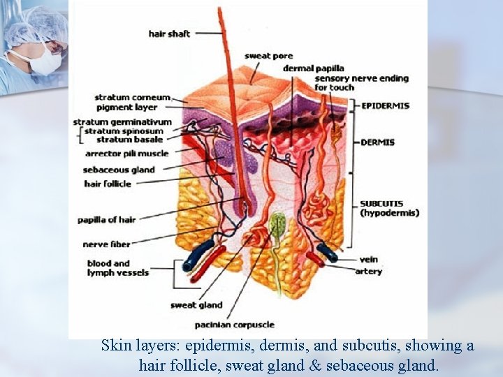 Skin layers: epidermis, and subcutis, showing a hair follicle, sweat gland & sebaceous gland.