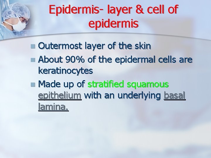 Epidermis- layer & cell of epidermis Outermost layer of the skin n About 90%