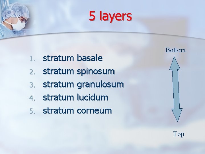5 layers 1. 2. 3. 4. 5. stratum basale stratum spinosum stratum granulosum stratum