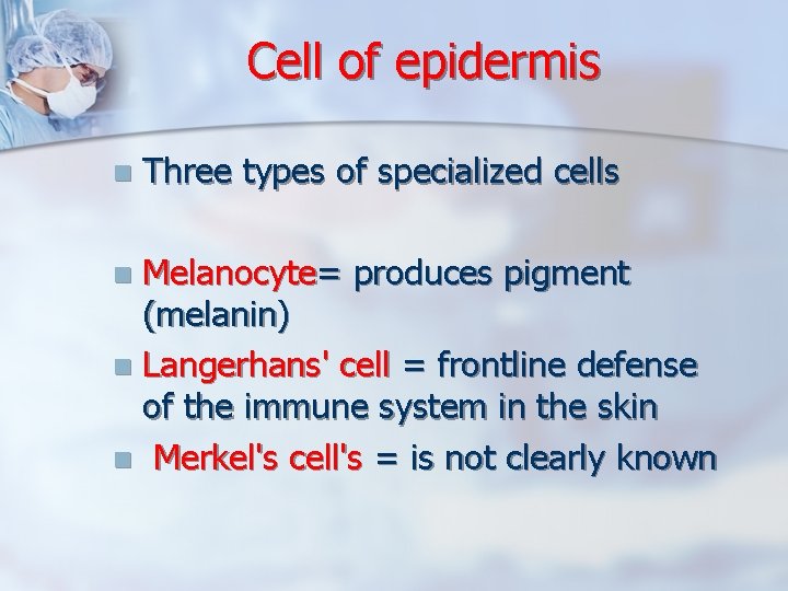 Cell of epidermis n Three types of specialized cells Melanocyte= produces pigment (melanin) n