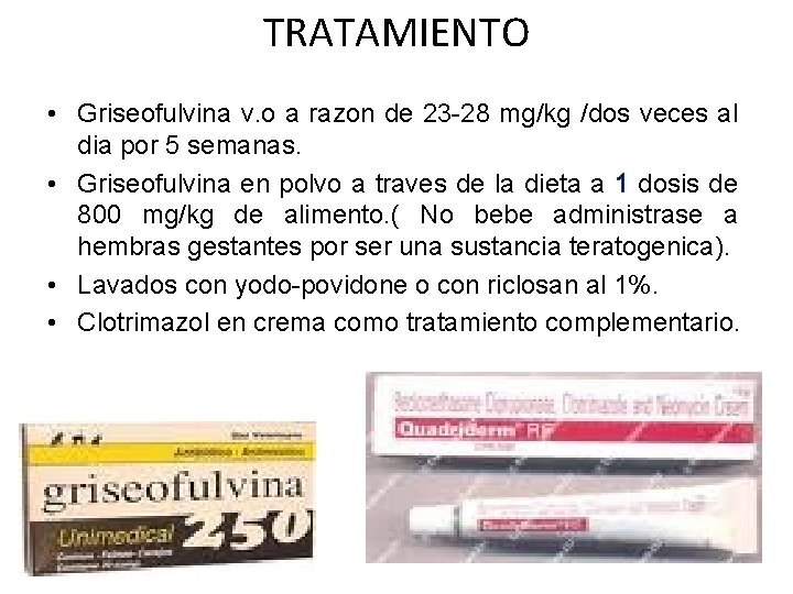 TRATAMIENTO • Griseofulvina v. o a razon de 23 -28 mg/kg /dos veces al