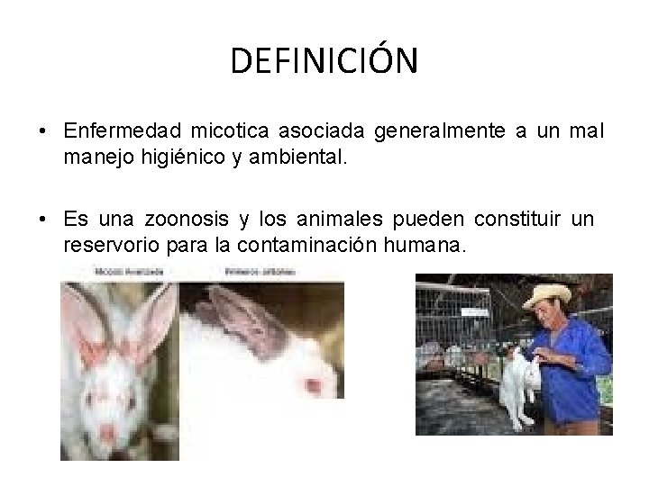 DEFINICIÓN • Enfermedad micotica asociada generalmente a un mal manejo higiénico y ambiental. •