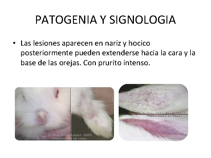 PATOGENIA Y SIGNOLOGIA • Las lesiones aparecen en nariz y hocico posteriormente pueden extenderse