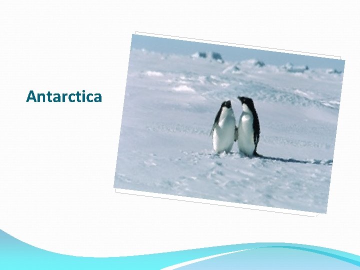 Antarctica Antarctica