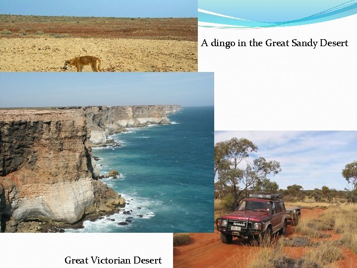 A dingo in the Great Sandy Desert Great Victorian Desert A dingo in the Great Sandy Desert Great Victorian Desert