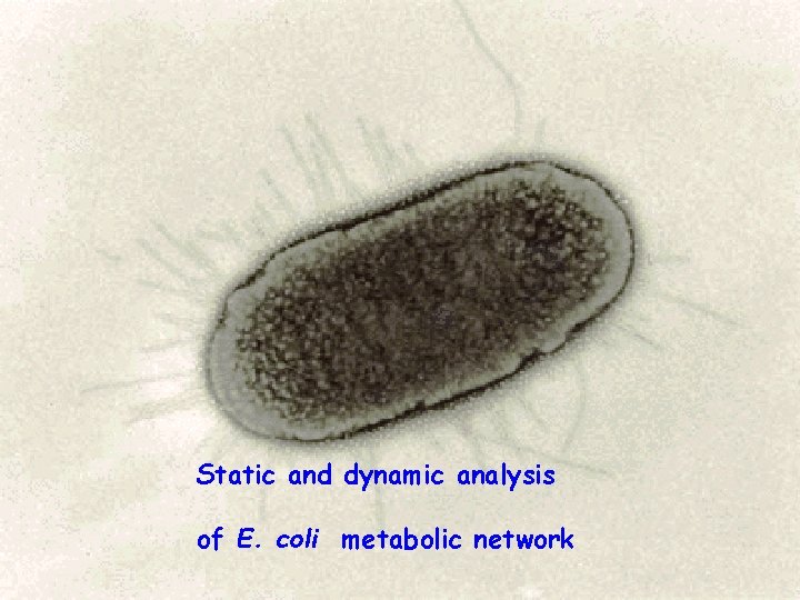 Static and dynamic analysis of E. coli metabolic network 