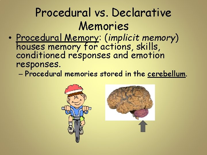 Procedural vs. Declarative Memories • Procedural Memory: (implicit memory) houses memory for actions, skills,