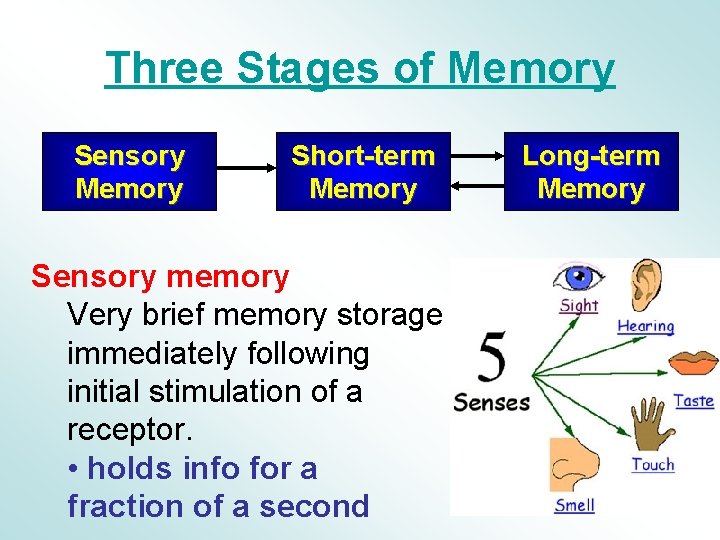 Three Stages of Memory Sensory Memory Short-term Memory Sensory memory Very brief memory storage