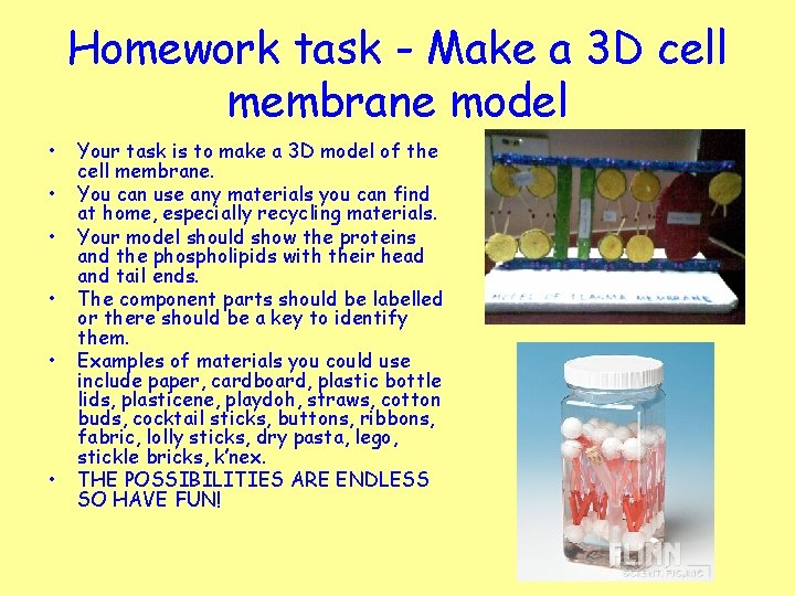 Homework task - Make a 3 D cell membrane model • • • Your