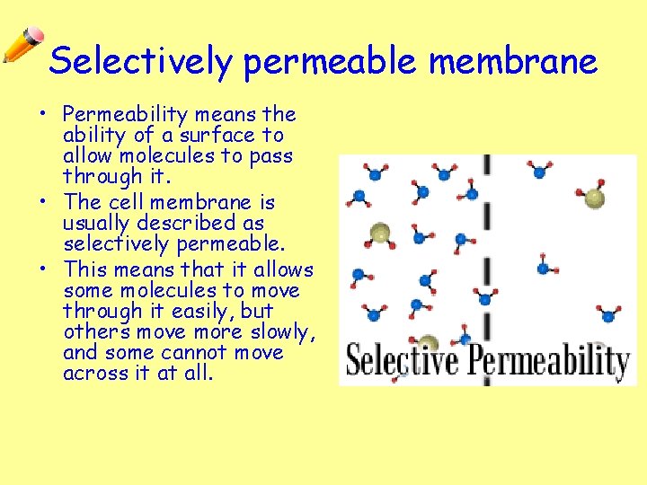 Selectively permeable membrane • Permeability means the ability of a surface to allow molecules