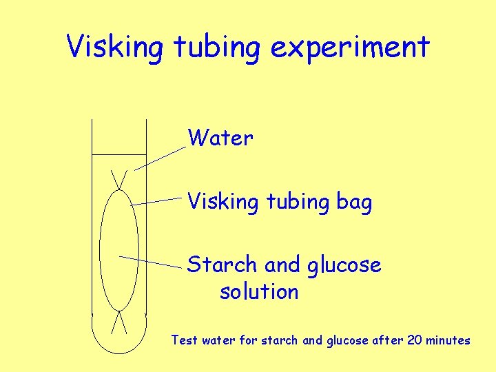 Visking tubing experiment Water Visking tubing bag Starch and glucose solution Test water for