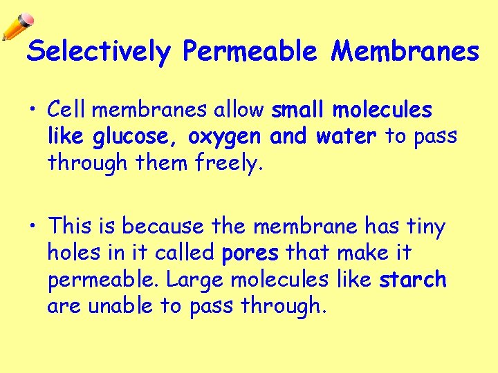 Selectively Permeable Membranes • Cell membranes allow small molecules like glucose, oxygen and water