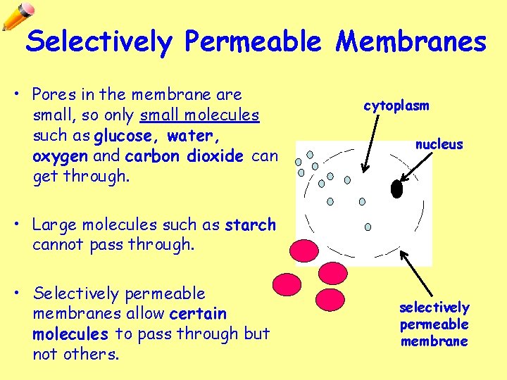 Selectively Permeable Membranes • Pores in the membrane are small, so only small molecules