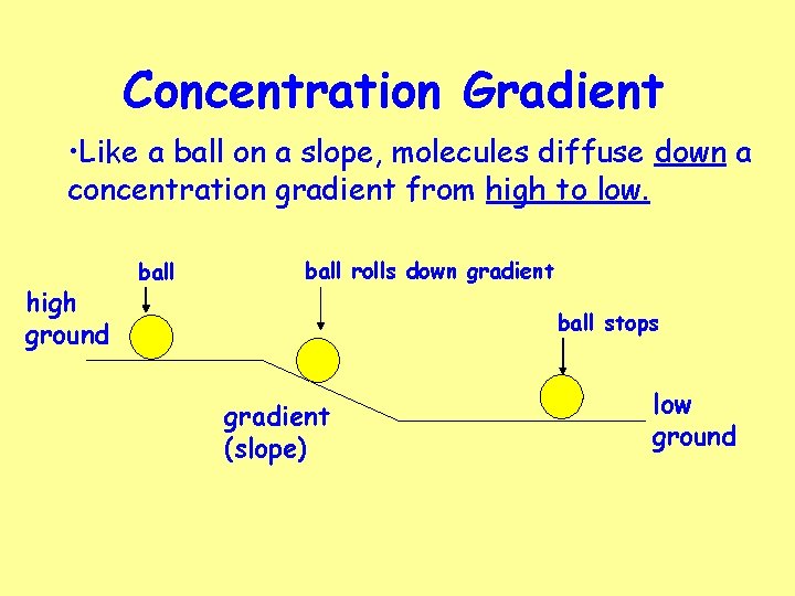 Concentration Gradient • Like a ball on a slope, molecules diffuse down a concentration