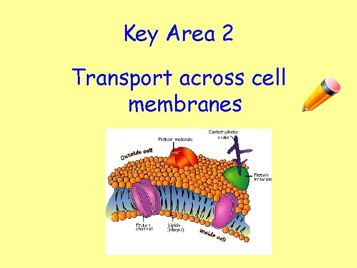Key Area 2 Transport across cell membranes 