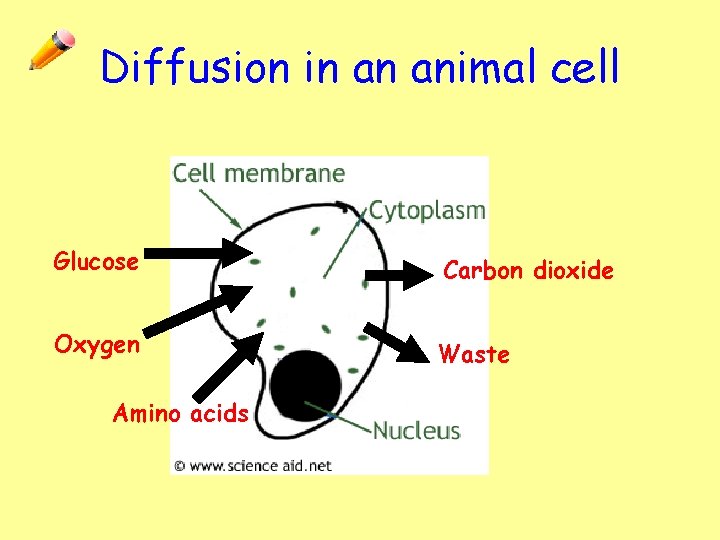 Diffusion in an animal cell Glucose Oxygen Amino acids Carbon dioxide Waste 