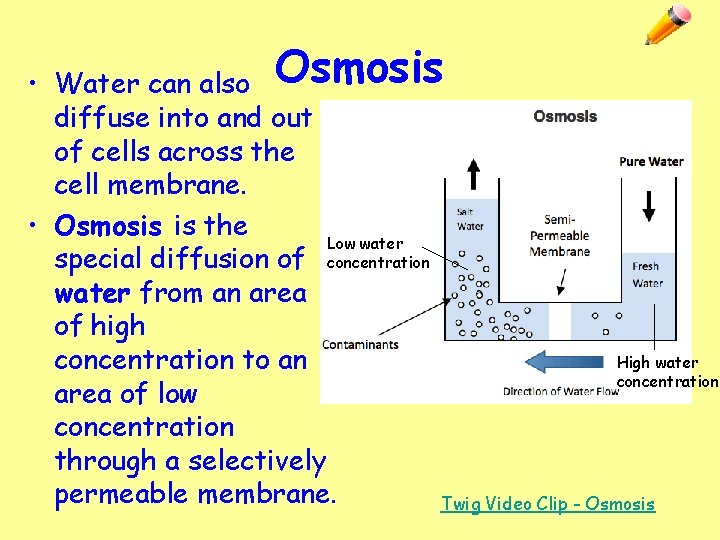  • Water can also Osmosis diffuse into and out of cells across the