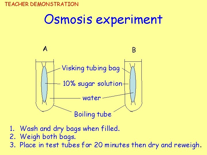 TEACHER DEMONSTRATION Osmosis experiment A B Visking tubing bag 10% sugar solution water Boiling
