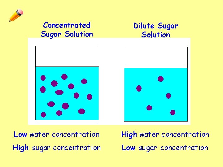 Concentrated Sugar Solution Dilute Sugar Solution Low water concentration High sugar concentration Low sugar