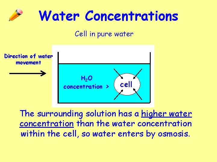 Water Concentrations Cell in pure water Direction of water movement H 2 O concentration