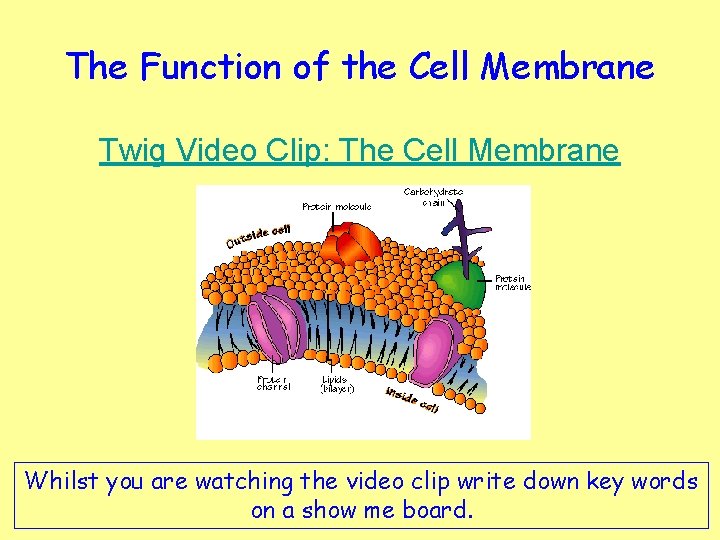 The Function of the Cell Membrane Twig Video Clip: The Cell Membrane Whilst you