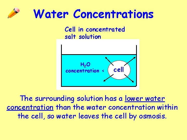 Water Concentrations Cell in concentrated salt solution H 2 O concentration < cell The