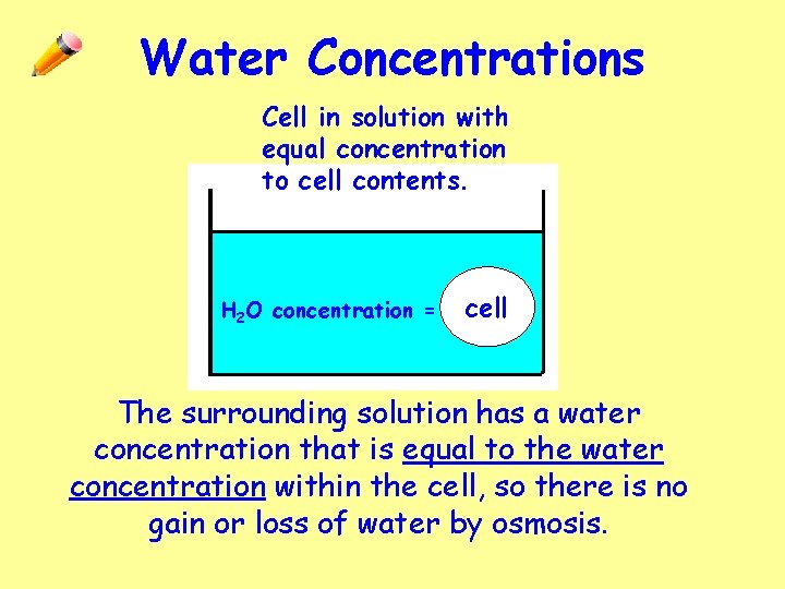 Water Concentrations Cell in solution with equal concentration to cell contents. H 2 O