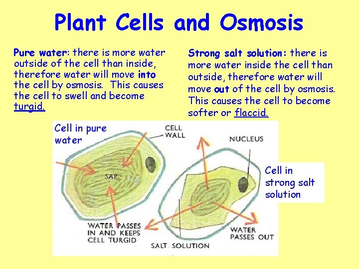 Plant Cells and Osmosis Pure water: there is more water outside of the cell