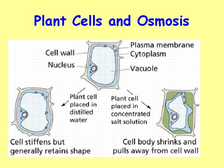 Plant Cells and Osmosis 