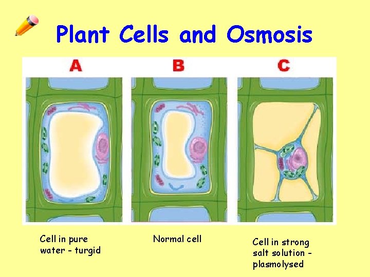 Plant Cells and Osmosis Cell in pure water - turgid Normal cell Cell in