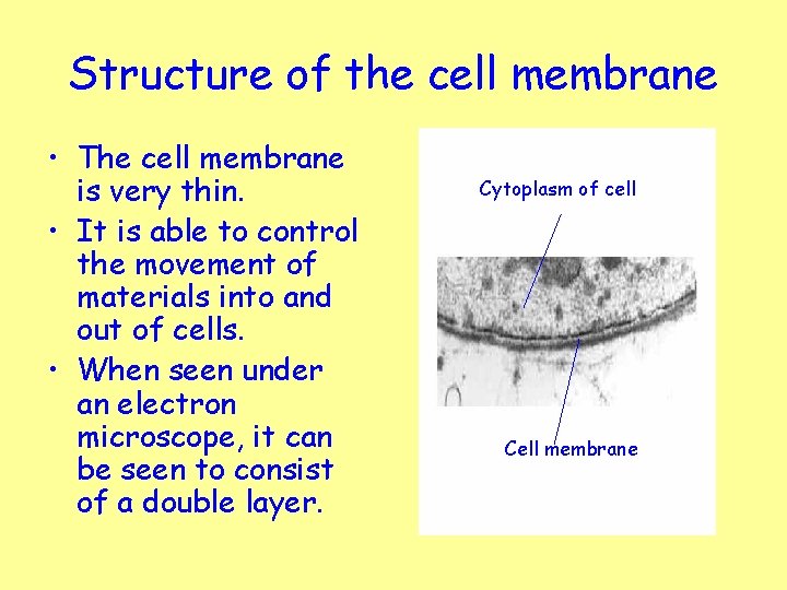 Structure of the cell membrane • The cell membrane is very thin. • It