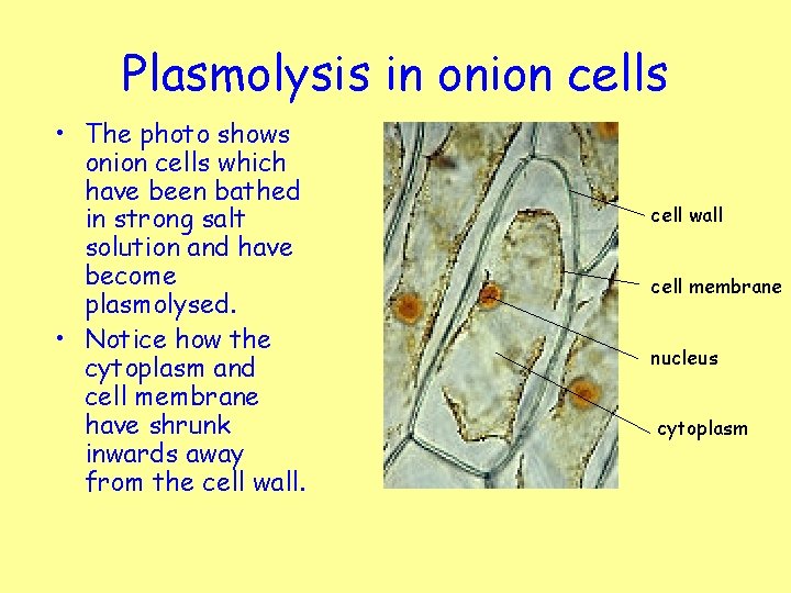 Plasmolysis in onion cells • The photo shows onion cells which have been bathed