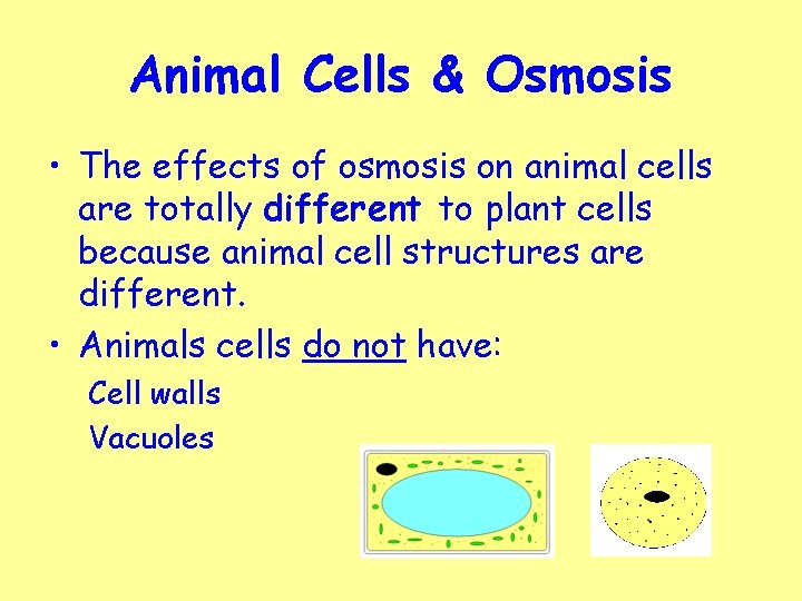 Animal Cells & Osmosis • The effects of osmosis on animal cells are totally
