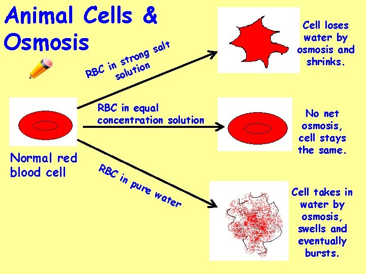 Animal Cells & Osmosis alt s ong tr s n i ion t C