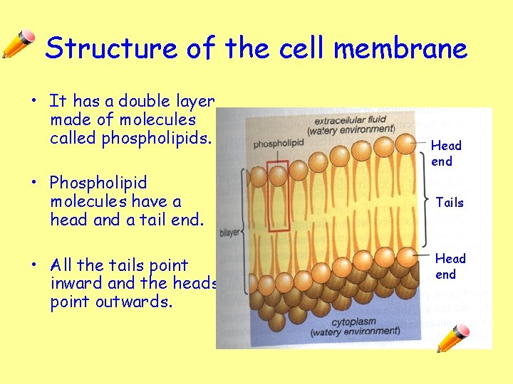 Structure of the cell membrane • It has a double layer made of molecules