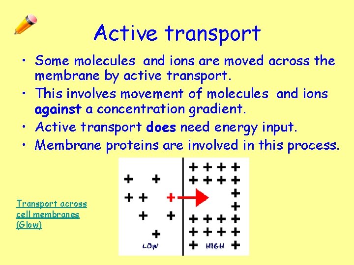 Active transport • Some molecules and ions are moved across the membrane by active