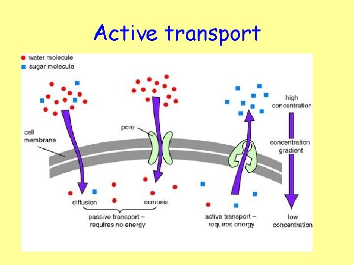 Active transport 