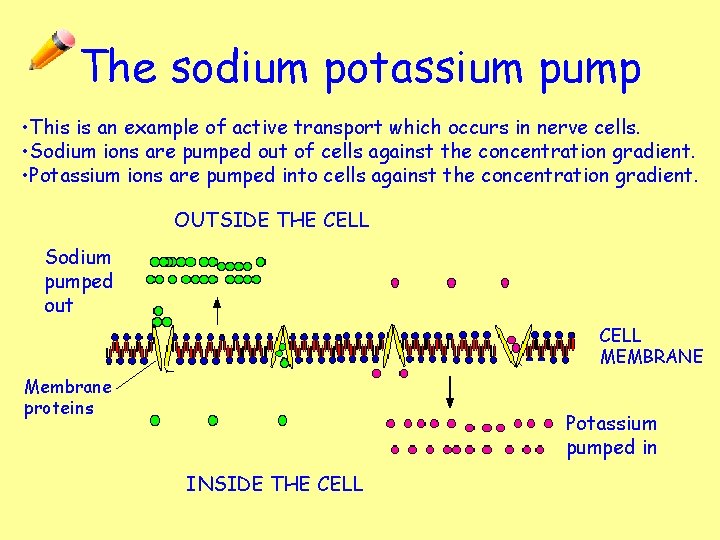 The sodium potassium pump • This is an example of active transport which occurs