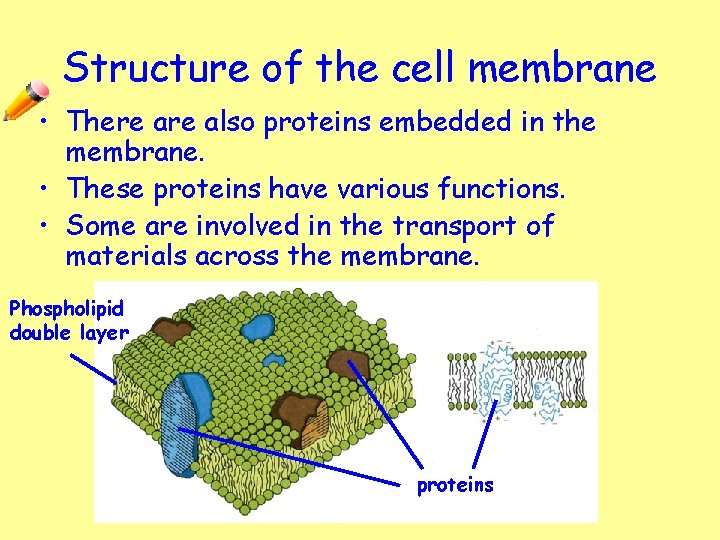 Structure of the cell membrane • There also proteins embedded in the membrane. •
