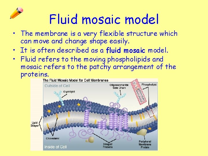 Fluid mosaic model • The membrane is a very flexible structure which can move