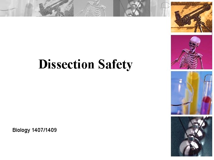 Dissection Safety Biology 1407/1409 