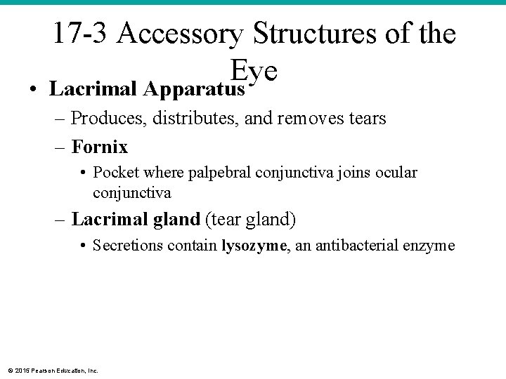 17 -3 Accessory Structures of the Eye • Lacrimal Apparatus – Produces, distributes, and 17 -3 Accessory Structures of the Eye • Lacrimal Apparatus – Produces, distributes, and