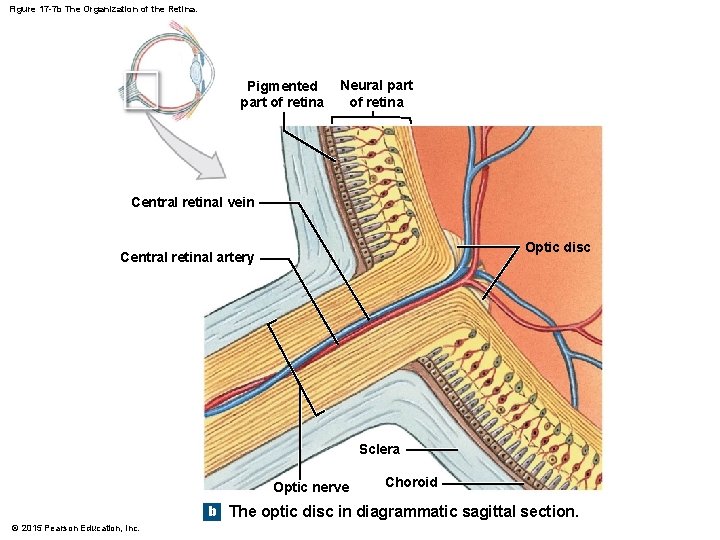 Figure 17 -7 b The Organization of the Retina. Pigmented part of retina Neural Figure 17 -7 b The Organization of the Retina. Pigmented part of retina Neural