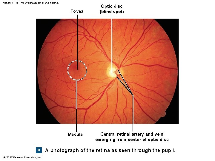 Figure 17 -7 c The Organization of the Retina. Fovea Macula c © 2015 Figure 17 -7 c The Organization of the Retina. Fovea Macula c © 2015