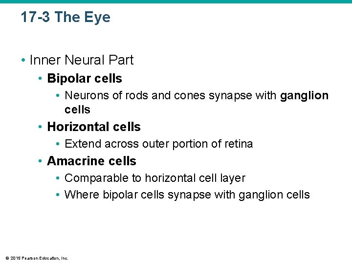 17 -3 The Eye • Inner Neural Part • Bipolar cells • Neurons of 17 -3 The Eye • Inner Neural Part • Bipolar cells • Neurons of