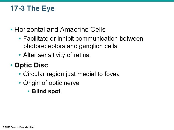 17 -3 The Eye • Horizontal and Amacrine Cells • Facilitate or inhibit communication 17 -3 The Eye • Horizontal and Amacrine Cells • Facilitate or inhibit communication